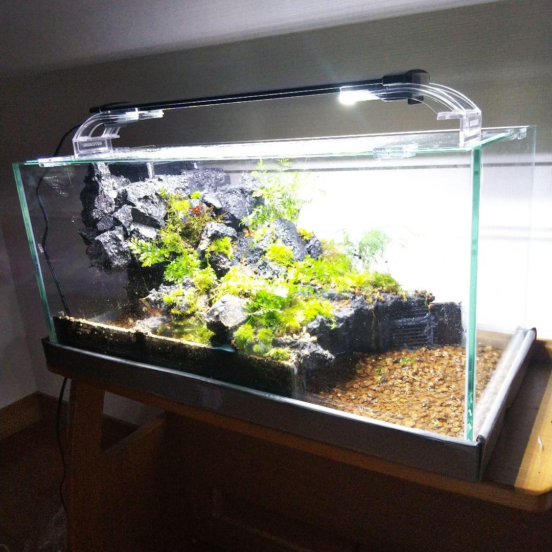 完成品】滝の流れるアクアテラリウム イモリウム 苔 水槽 苔テラリウム