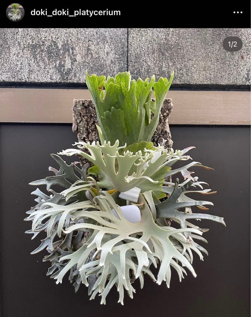 willinckii dwarf OMG pup - メルカリ