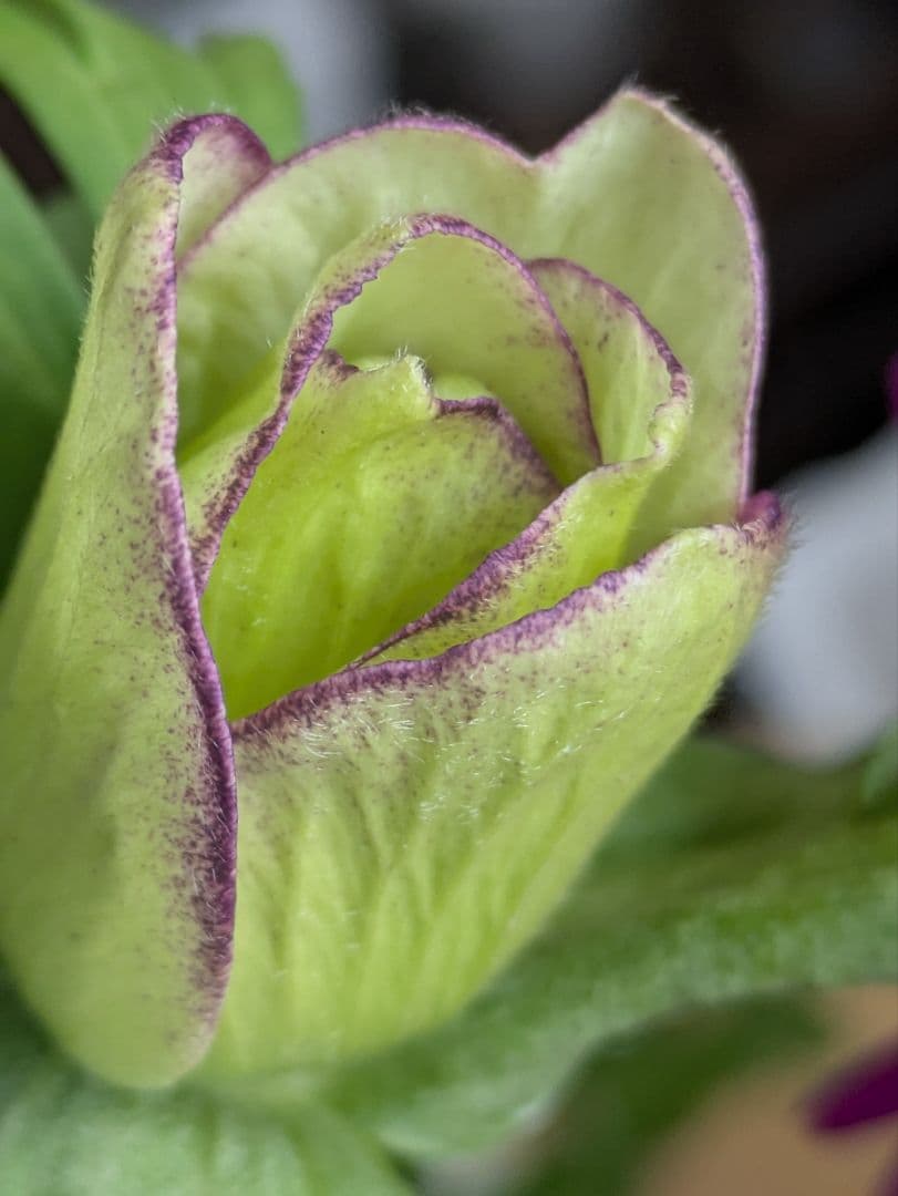 ♡みあり様♡13周年感謝価格✨✨