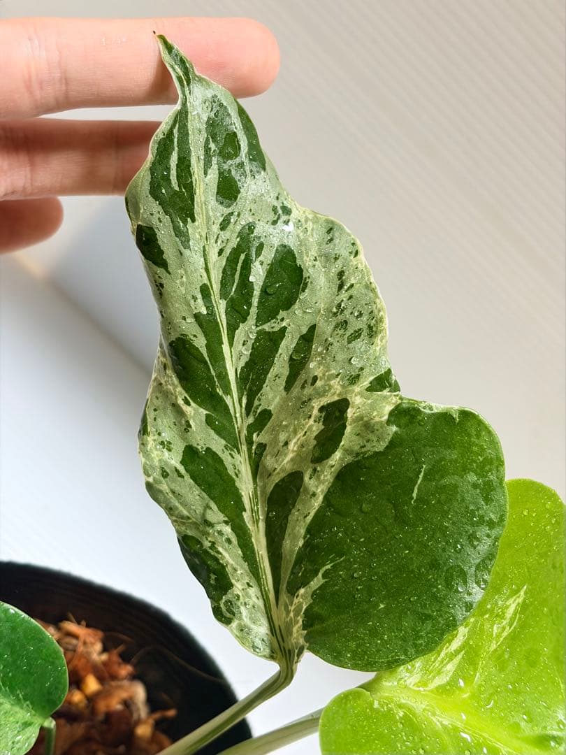 ☆美株☆ モンステラ バルバソー バルバソウル フシギダネ - メルカリ