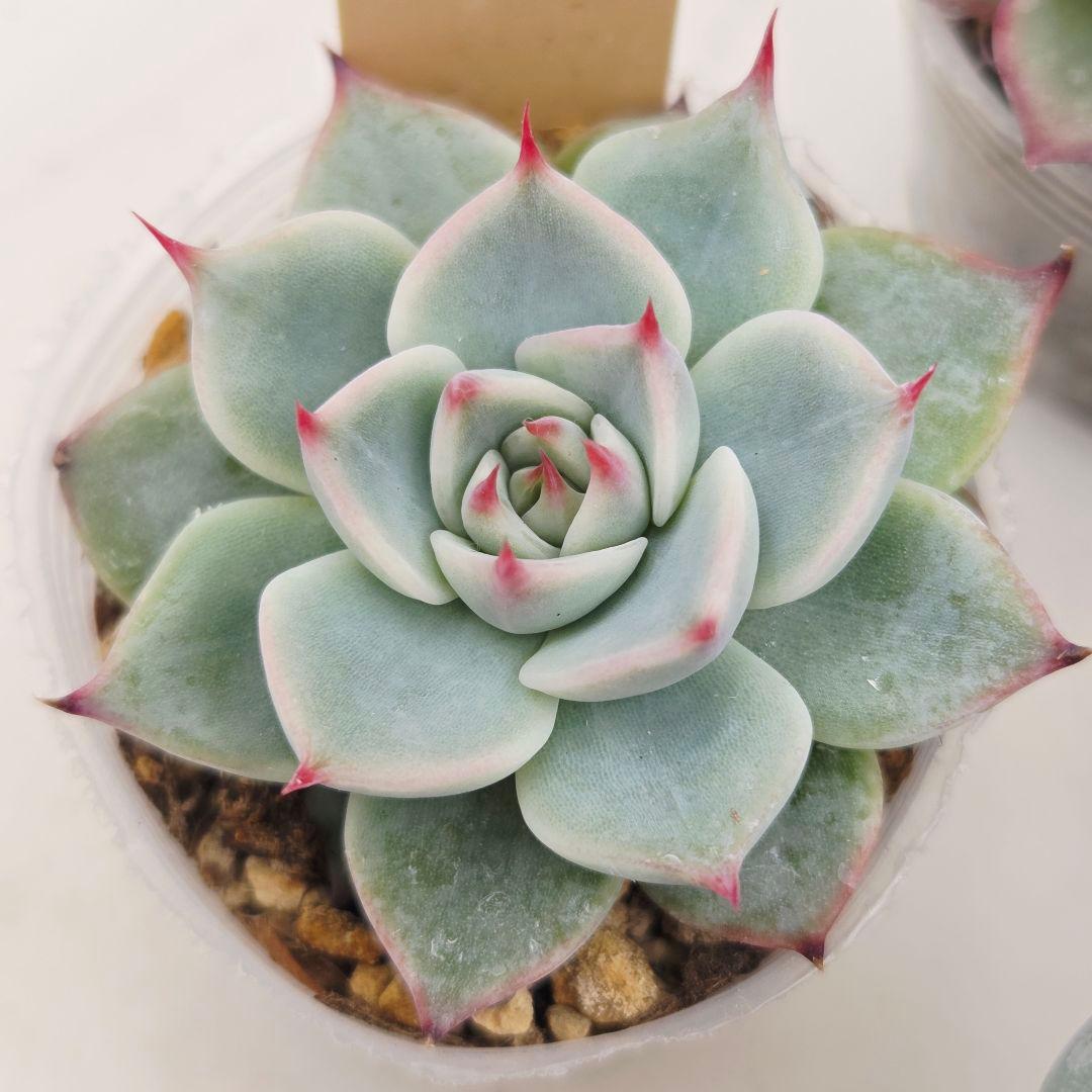 ㊹大きめ ももホイップ❣️ミニマカロン交❣️ルーフ交配❣️発根済6苗