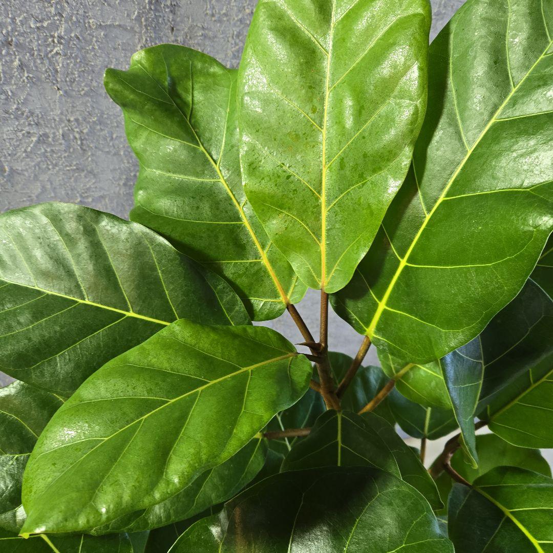 ③　フィカス　アフリカンプリンセス　曲がり仕立て８号最高等級極上品‼️　希少品種