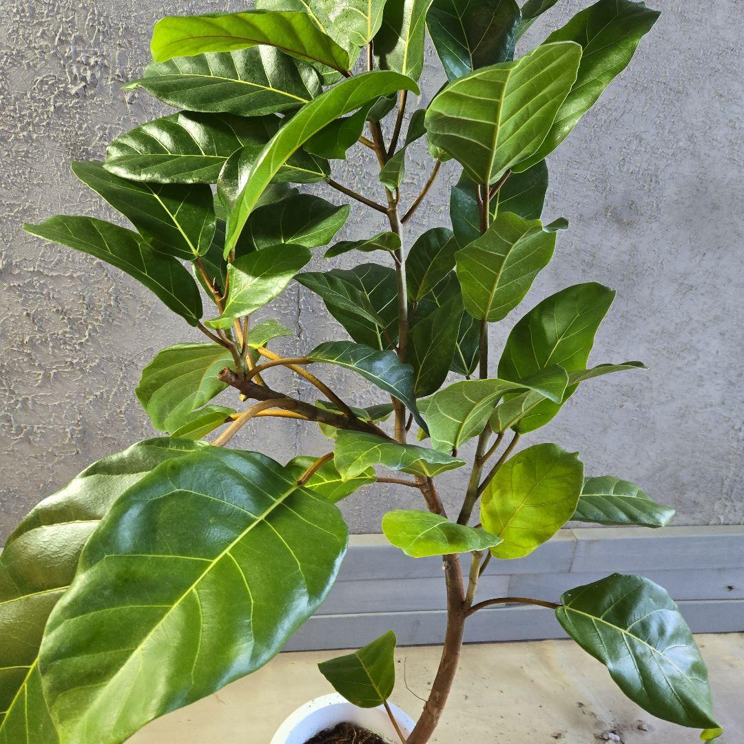 ③　フィカス　アフリカンプリンセス　曲がり仕立て８号最高等級極上品‼️　希少品種