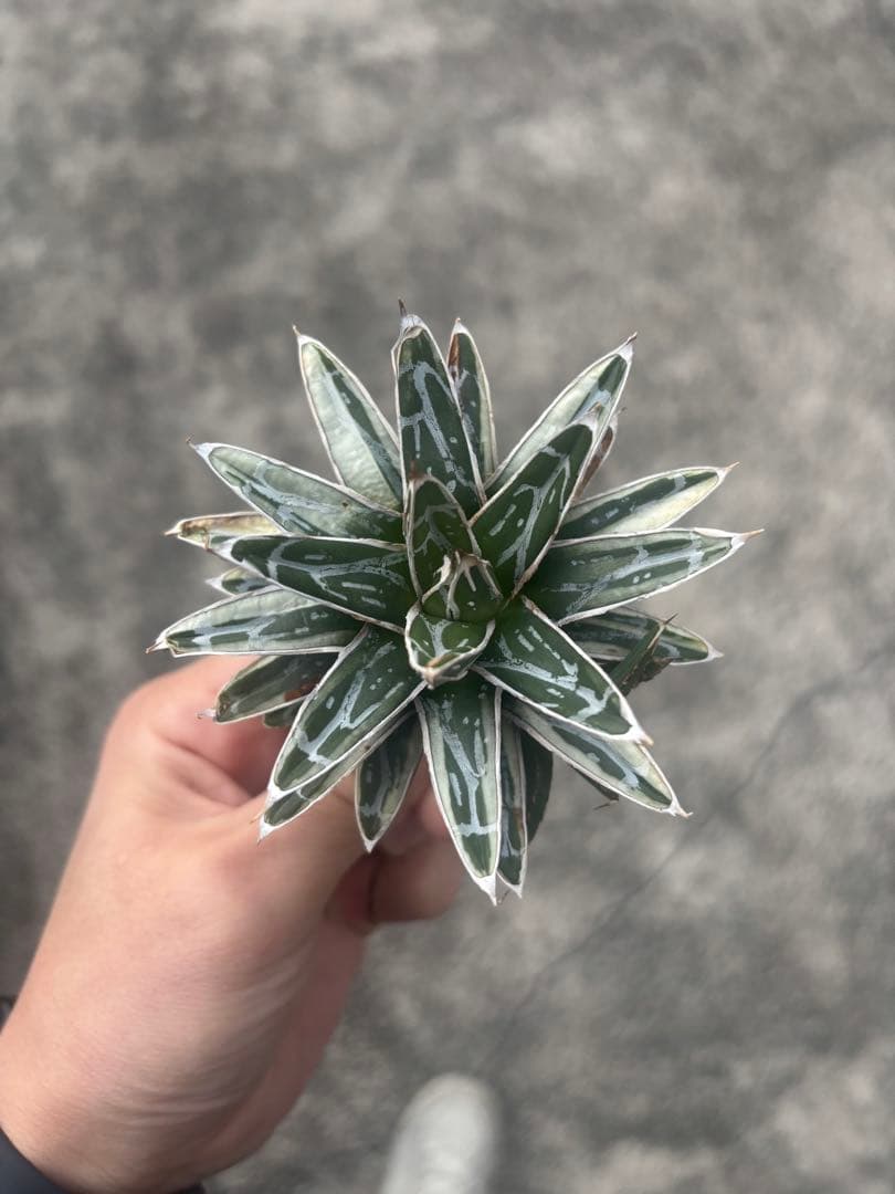 アガベ　姫笹の雪　白外斑入　極上株　子株1株付き 園芸ネット本店｜[ザ・ファームセレクト]アガベ：姫笹の雪 2.5号鉢植え