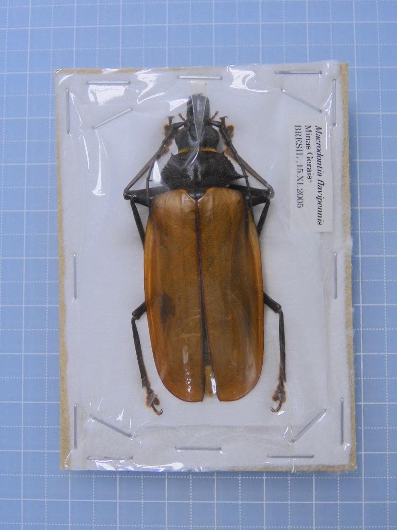 標本 Macrodontia flavipennis 61mm female IMG_0353_9a55441c-9953-4974-