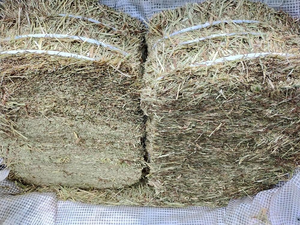 【11/30まで】 カナダ産 チモシー 50kg スーパープレミアム １番刈り