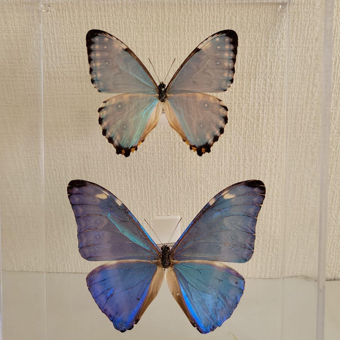 蝶の標本 モルフォの世界(A1) - メルカリ
