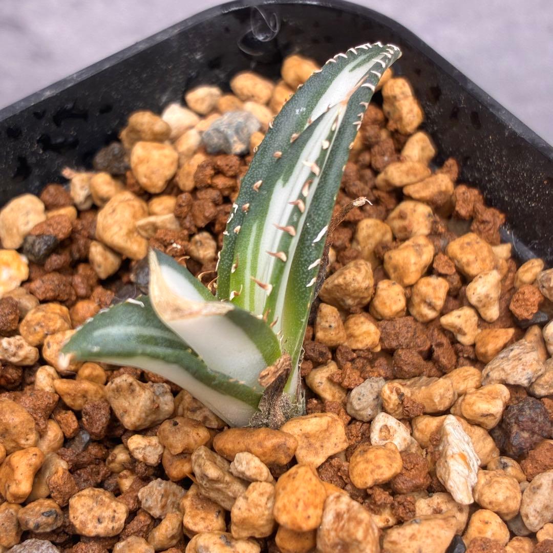 か*こ様 アガベ チタノタ 「 宝珠錦 」白中斑 特選株 極白 - メルカリ