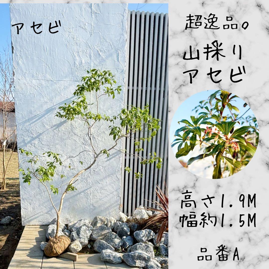 鹿の谷なう様リクエスト品 山採りアセビ2本セット(エリア限定自社配送