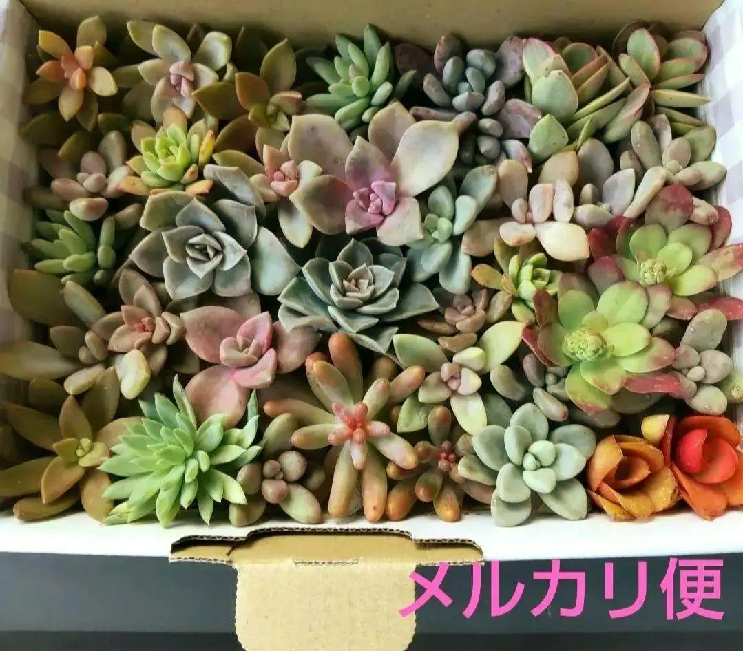 多肉植物 セダム 大きいカット苗セット 詰め合わせ【ゆうパケット