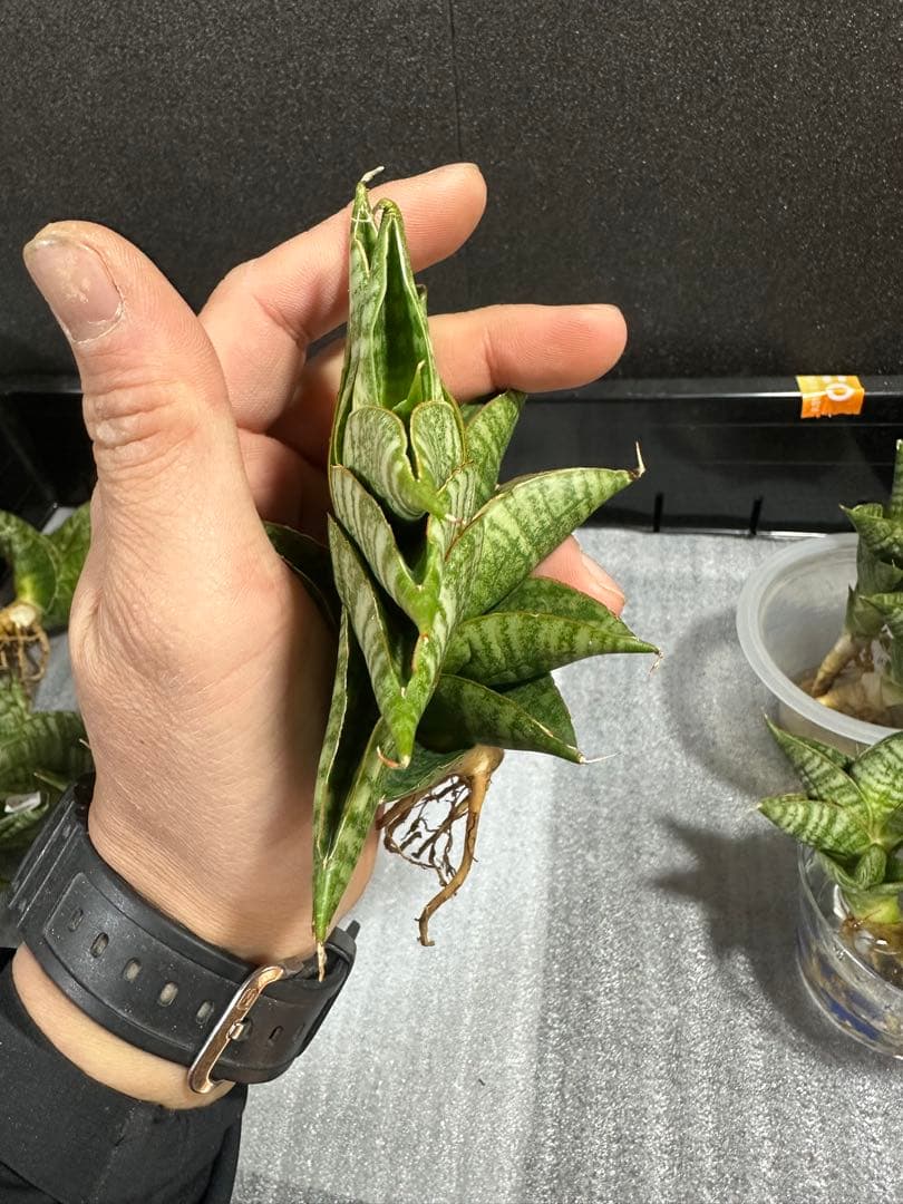 shooting-star様　注文品