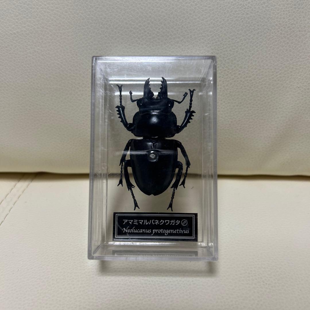 昆虫標本模型 アマミマルバネクワガタ - メルカリ