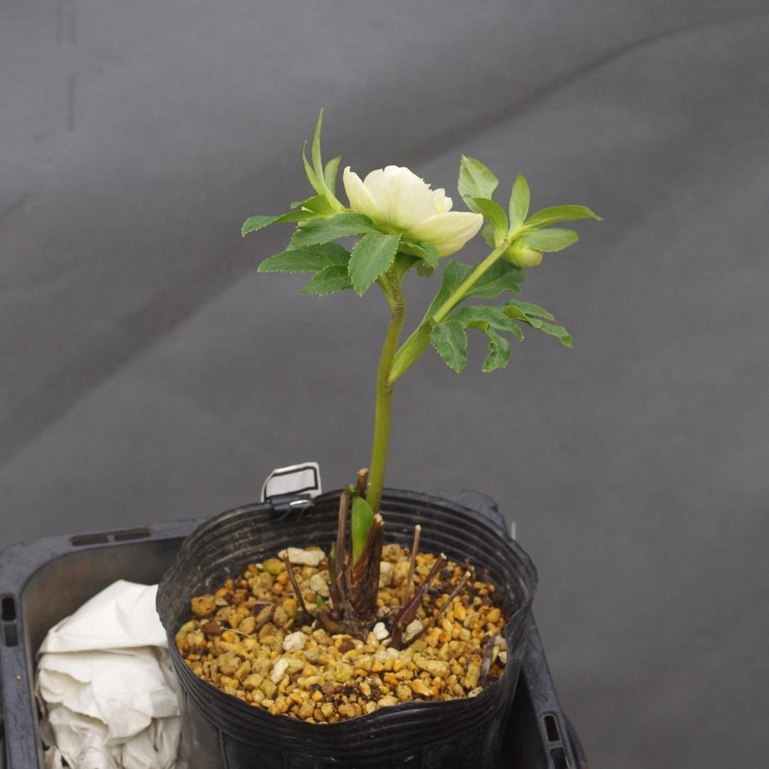 7324 認定！モーリー クリスマスローズ開花 加藤農園 - メルカリ