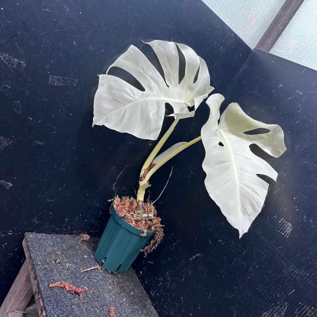 j*8様 斑入りモンステラ極上ホワイトタイガーフルムーン4号鉢植え発根