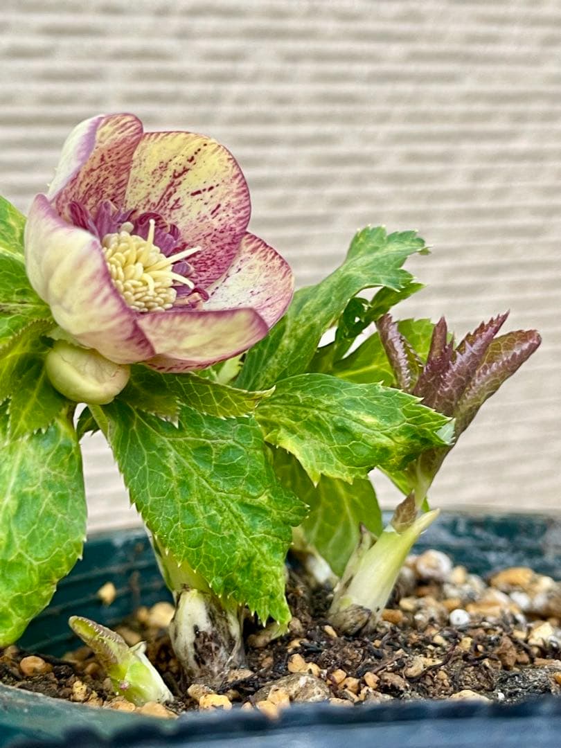 値下げします‼︎ クリスマスローズ苗 ⭐️157 sdホワイトブロッチ