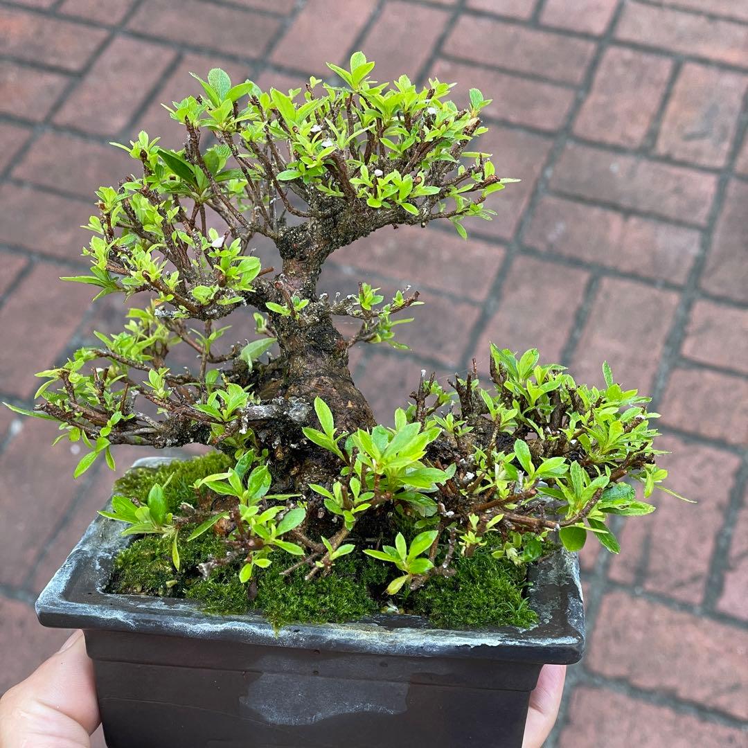 皐月 極太ミニ盆栽 明美の月 - メルカリ