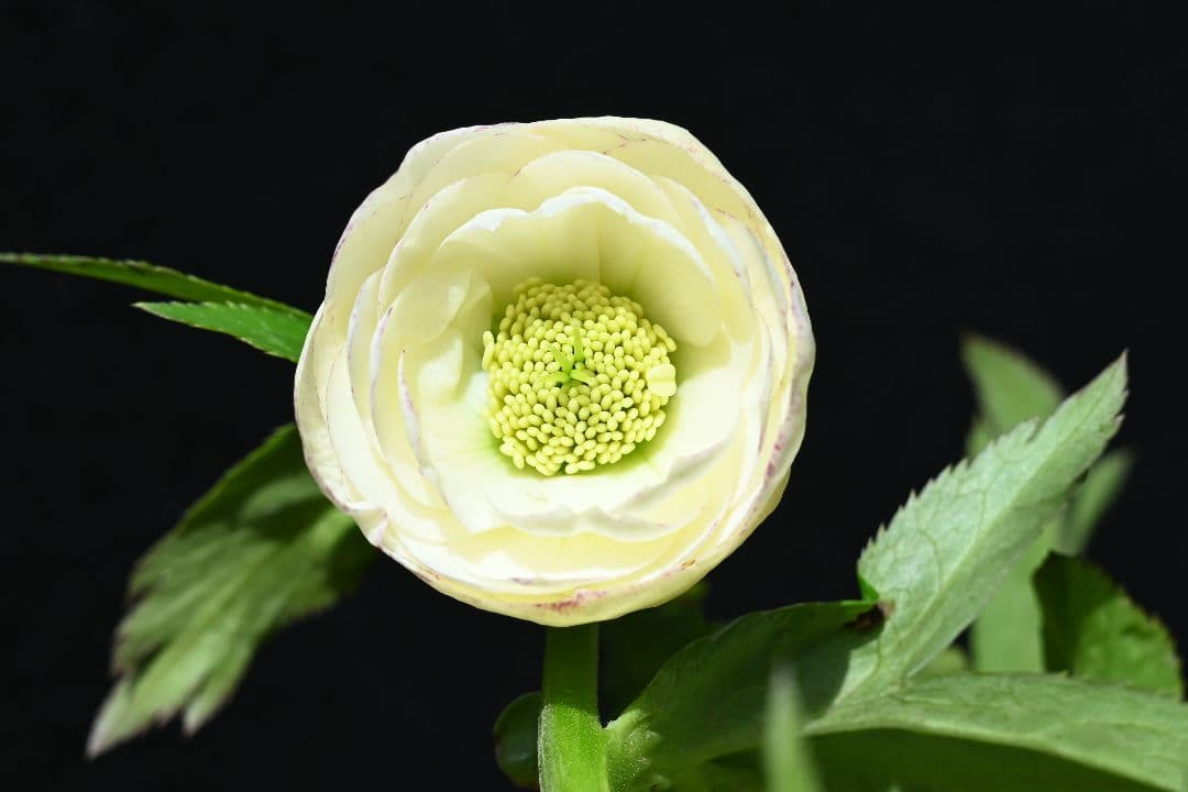 クリスマスローズ 認定！毬姫加藤農園 - メルカリ