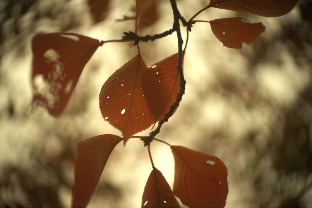 銘レンズFujinon 45mm Fujinon1.8 和製ズミクロン