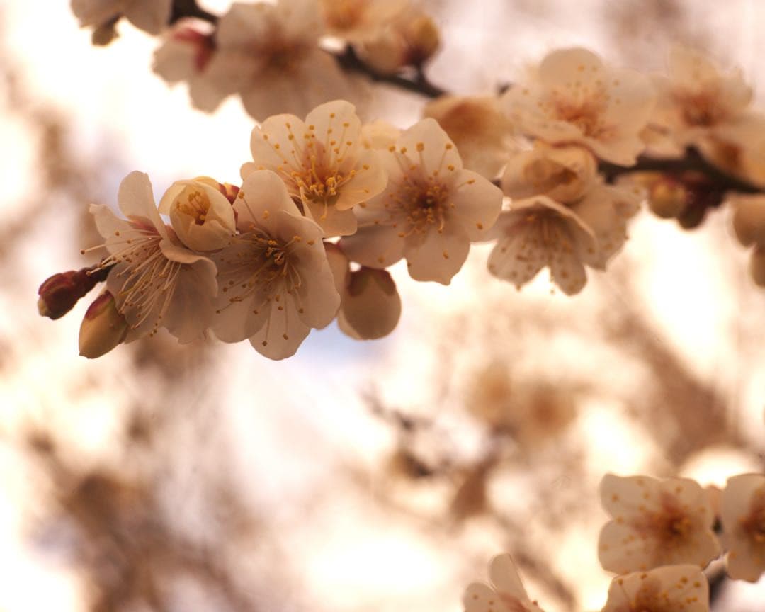 銘レンズFujinon 45mm Fujinon1.8 和製ズミクロン