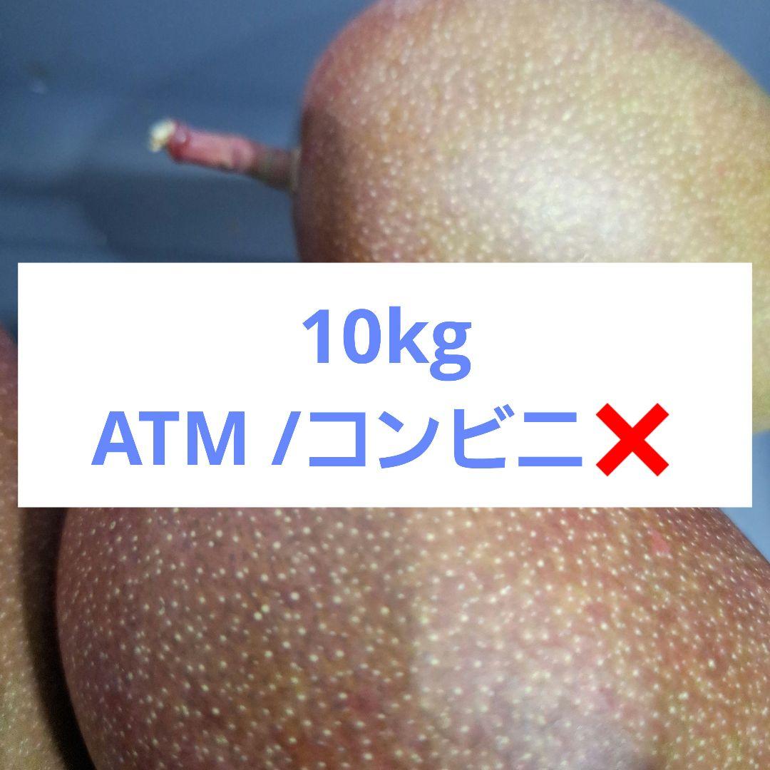 専用】那須五葉松 種 180粒