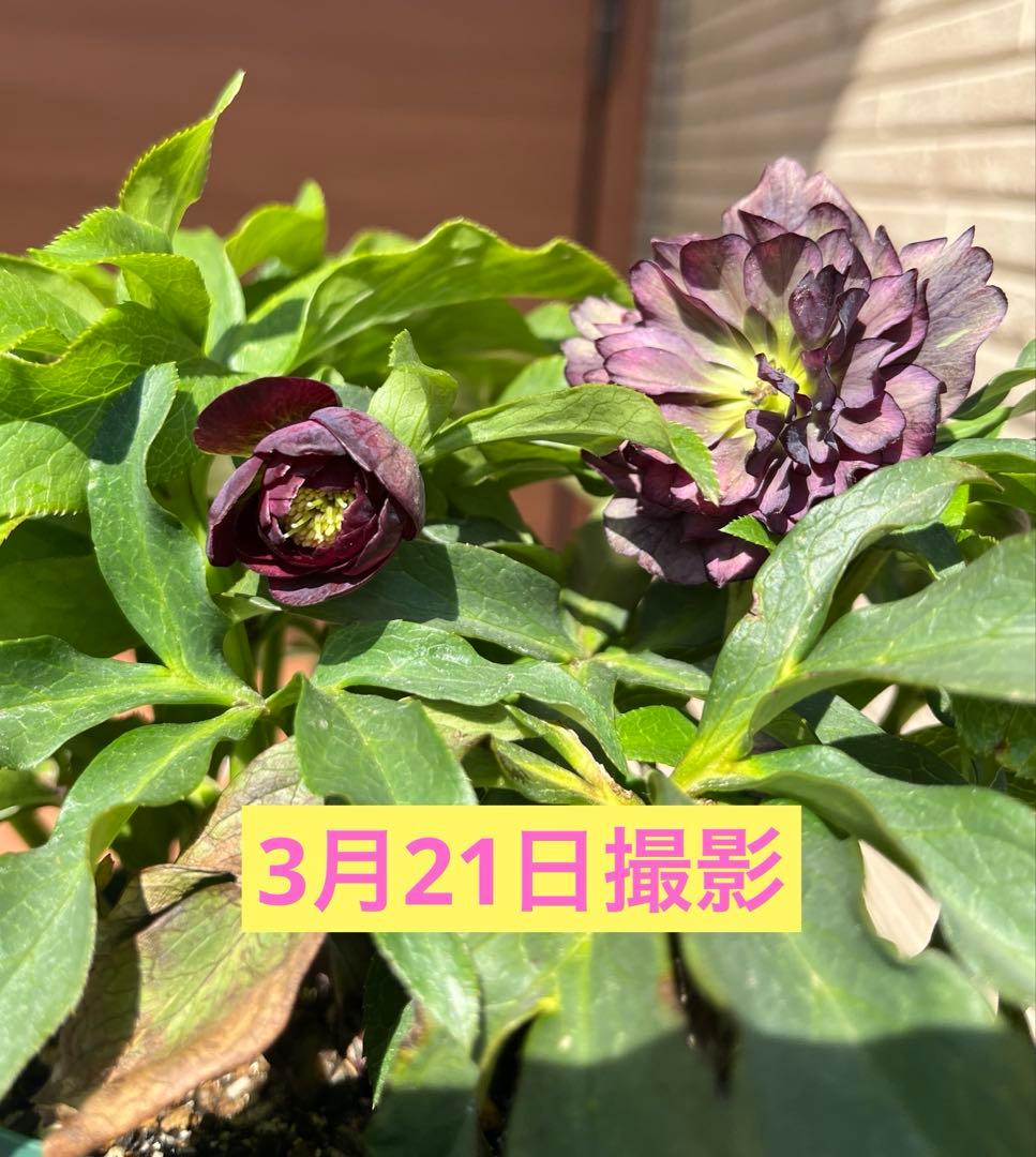 加藤農園 クリスマスローズ - メルカリ