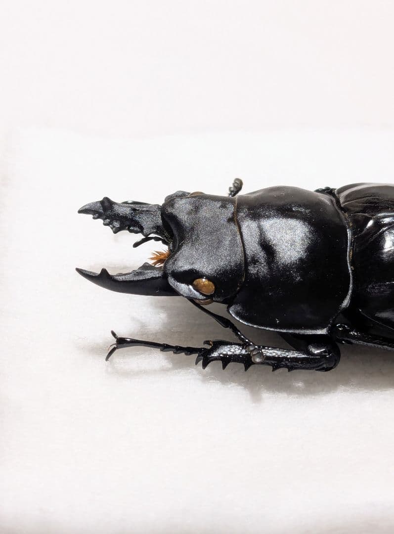 徳　アマミマルバネ