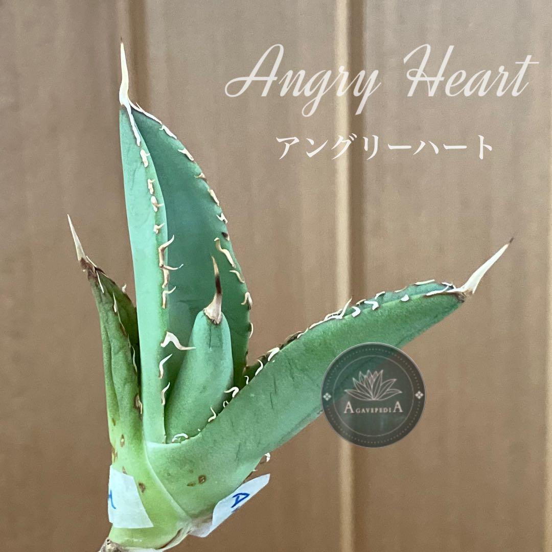 週末オークション】匿名配送 大きめ reza産 アガベ アングリーハート