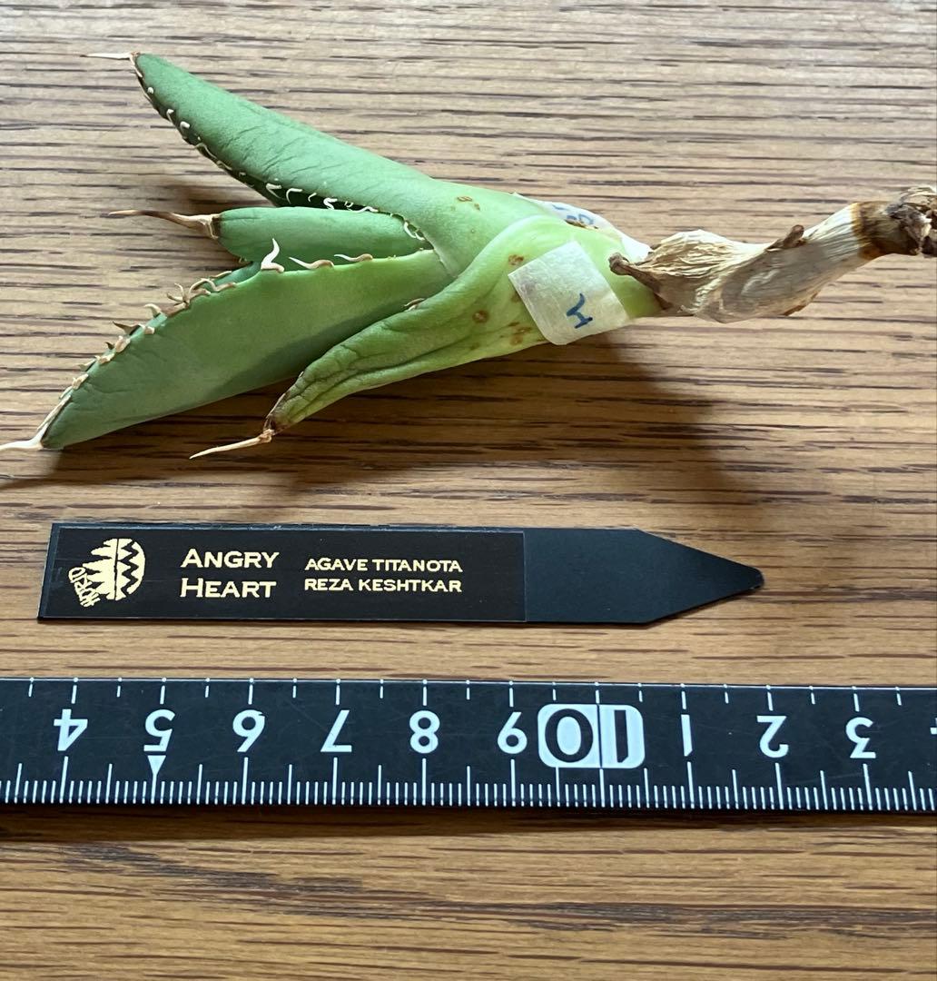 週末オークション】匿名配送 大きめ reza産 アガベ アングリーハート