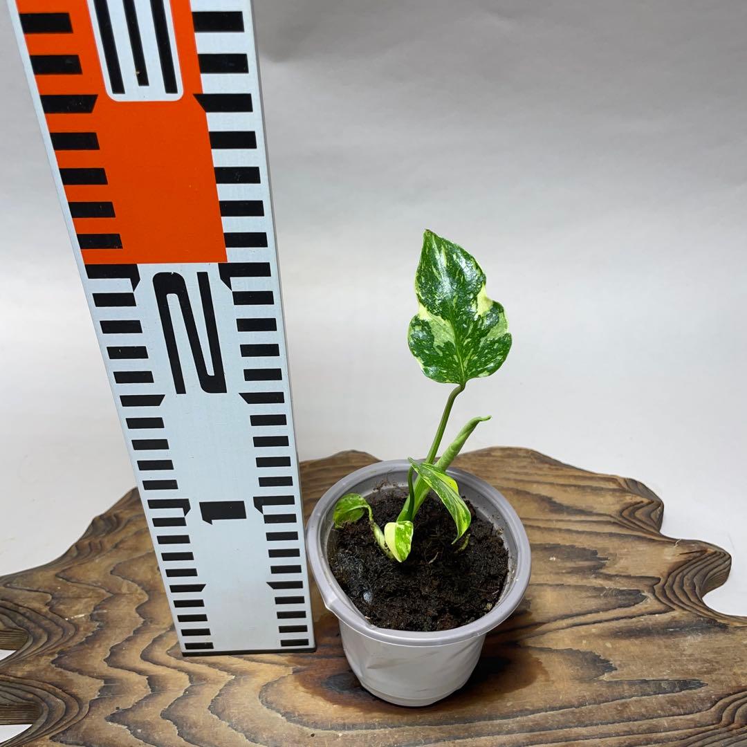 Q64 品種保証 【希少】モンステラ・エレクトロライト 美株 斑入り 希少