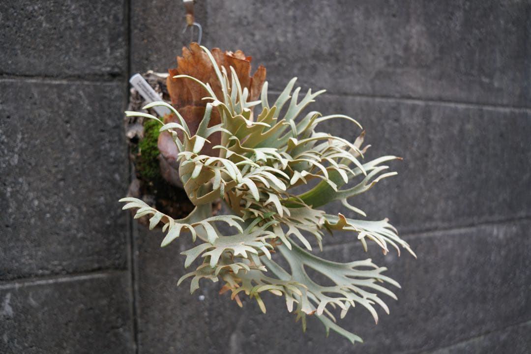 P.willinckii ' Elves ' OC