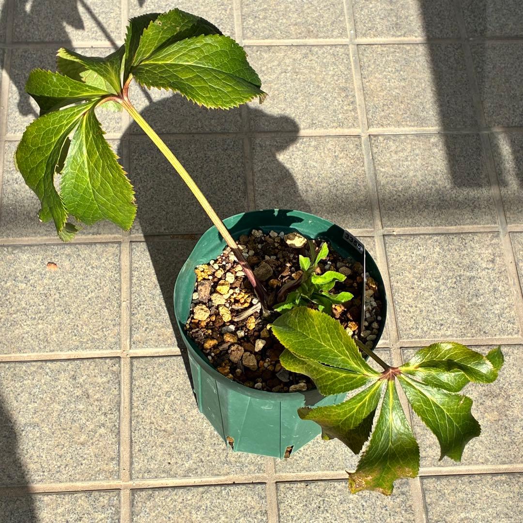 ヒ*イ様 ☘️限定1株☘️未株分け☘️蕾付き☘️3355⭐️プリマドレス⭐️色抜