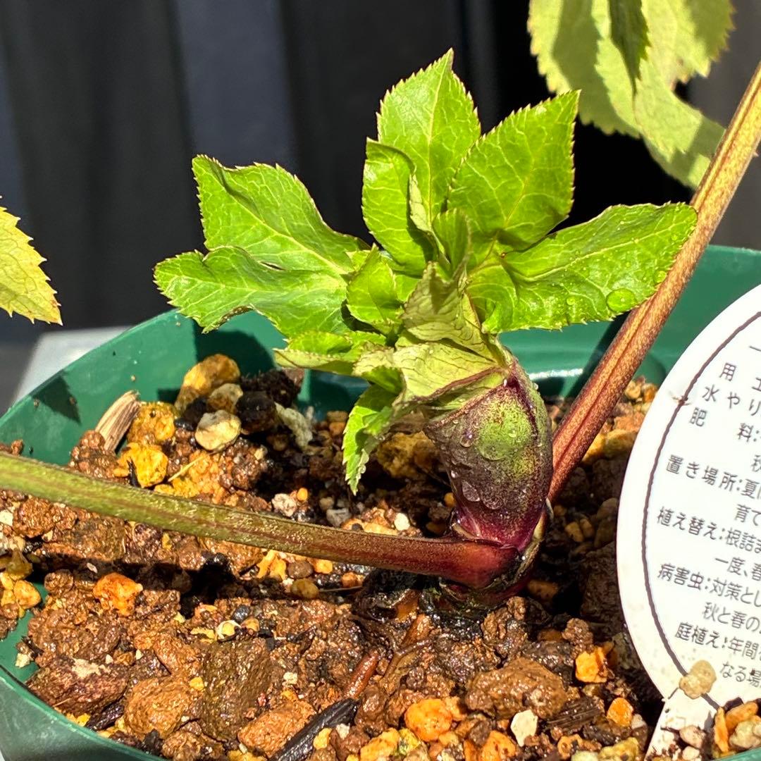 ヒ*イ様 ☘️限定1株☘️未株分け☘️蕾付き☘️3355⭐️プリマドレス⭐️色抜