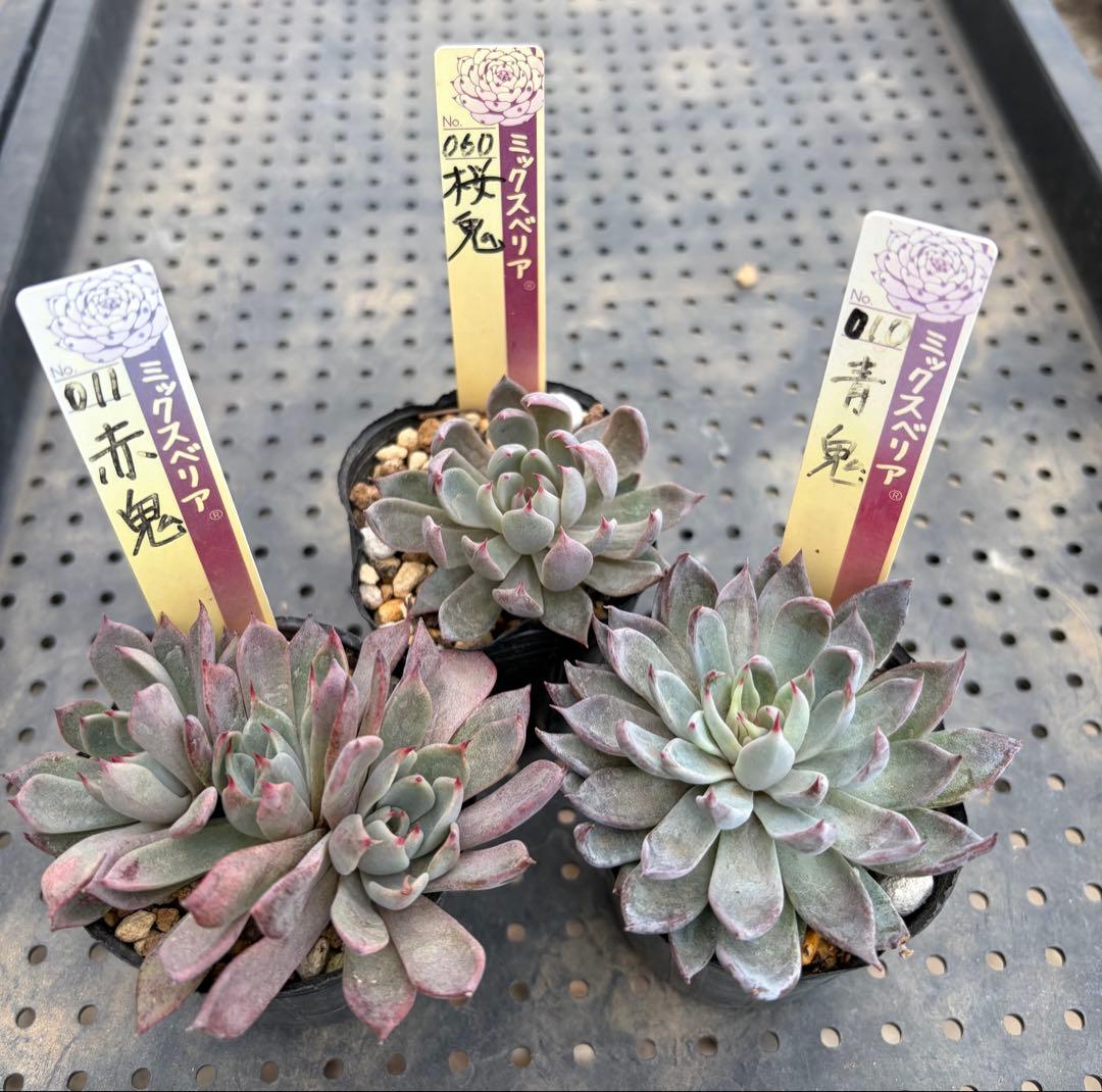 ミックスベリア 青鬼 赤鬼 桜鬼 おらいさん苗 抜き苗セット 多肉植物