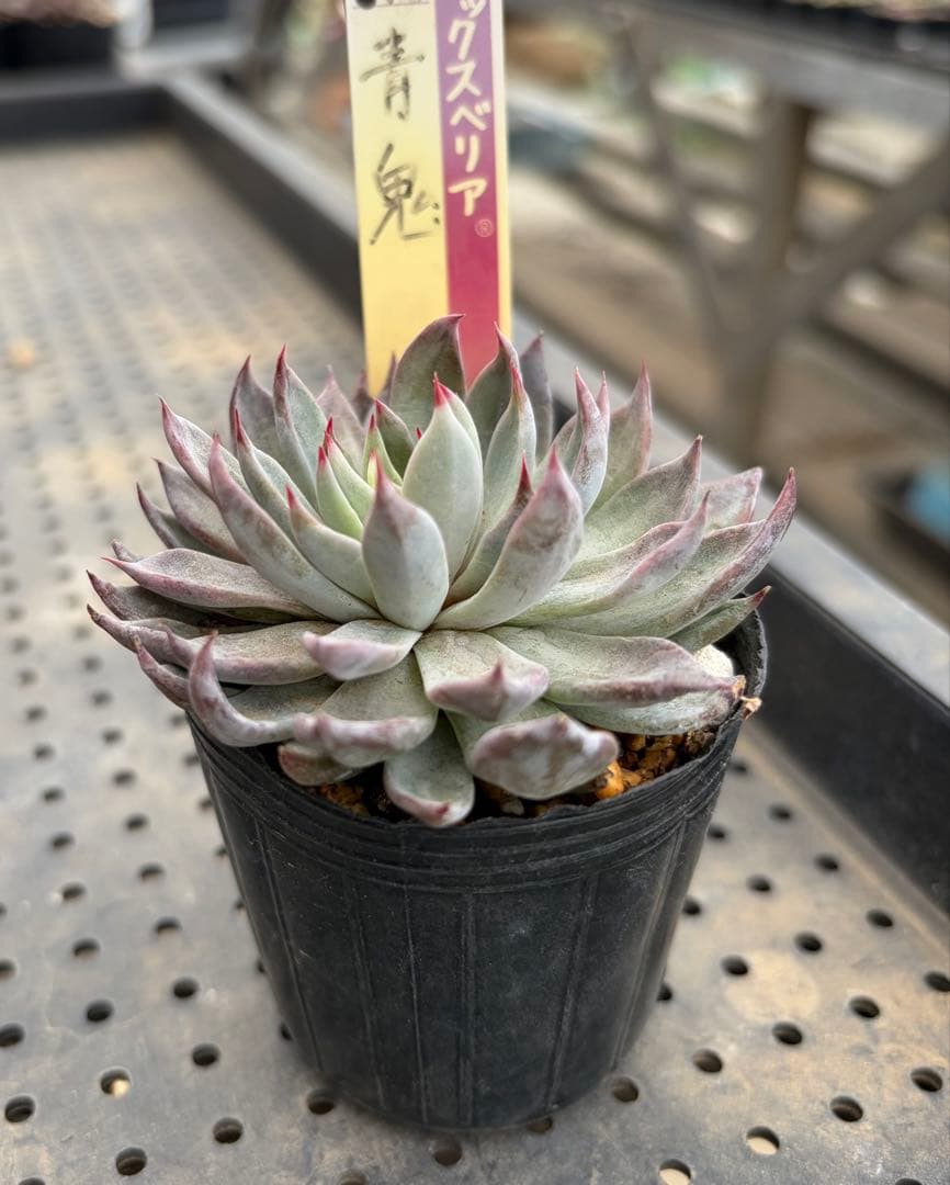 ミックスベリア 青鬼 赤鬼 桜鬼 おらいさん苗 抜き苗セット 多肉植物