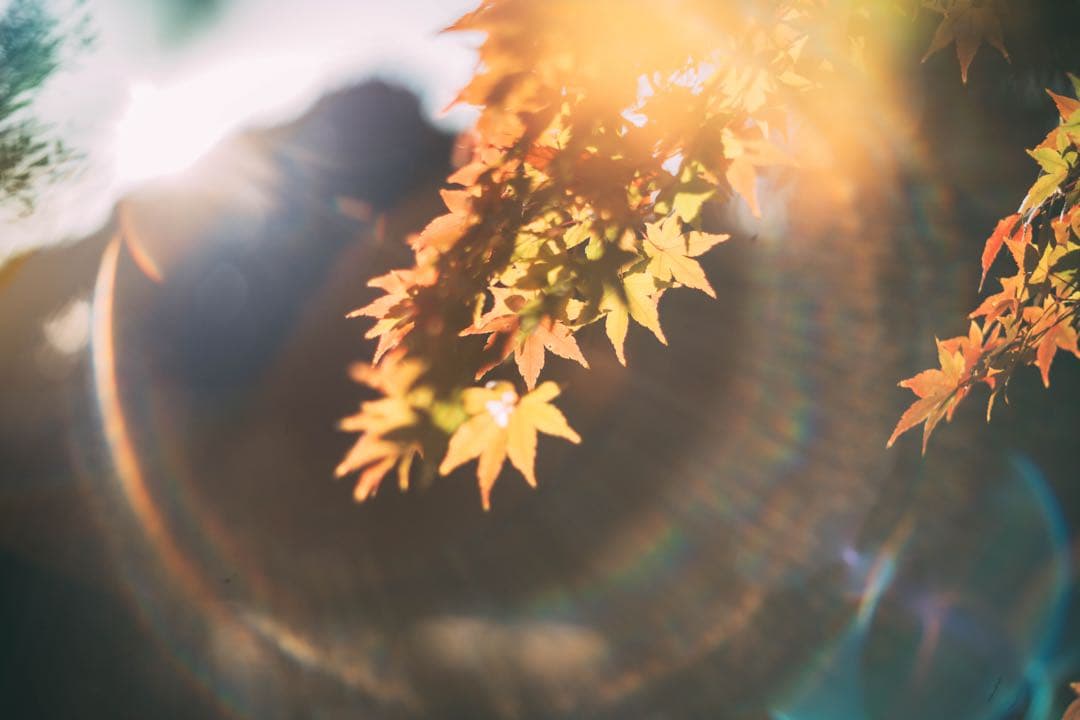 【フレア良好】Super Takumar 55mm f1.8 作例有り