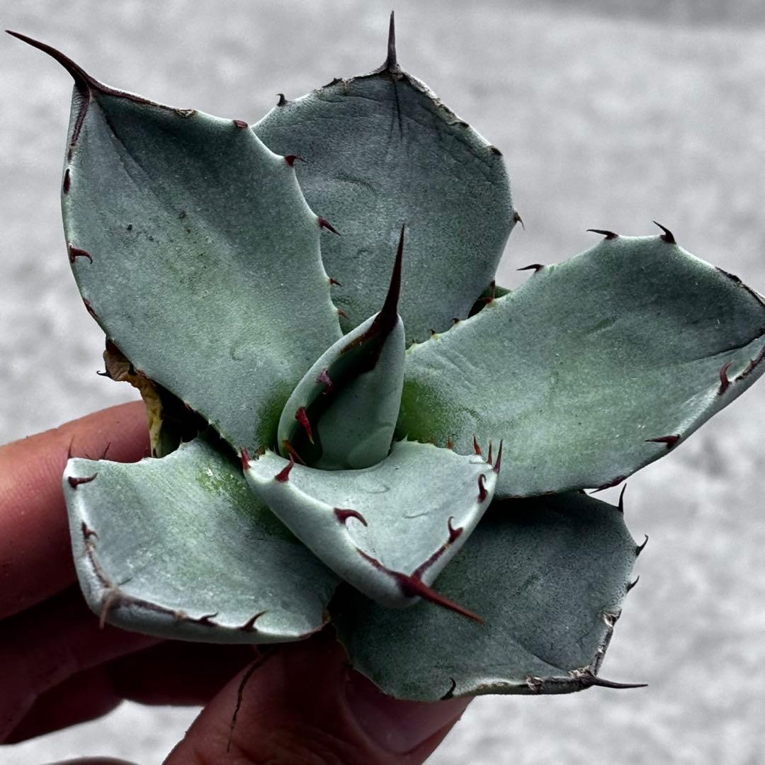 多肉植物・アガベ・【特選】パリー・スーパーコンパクト短葉型・低重心