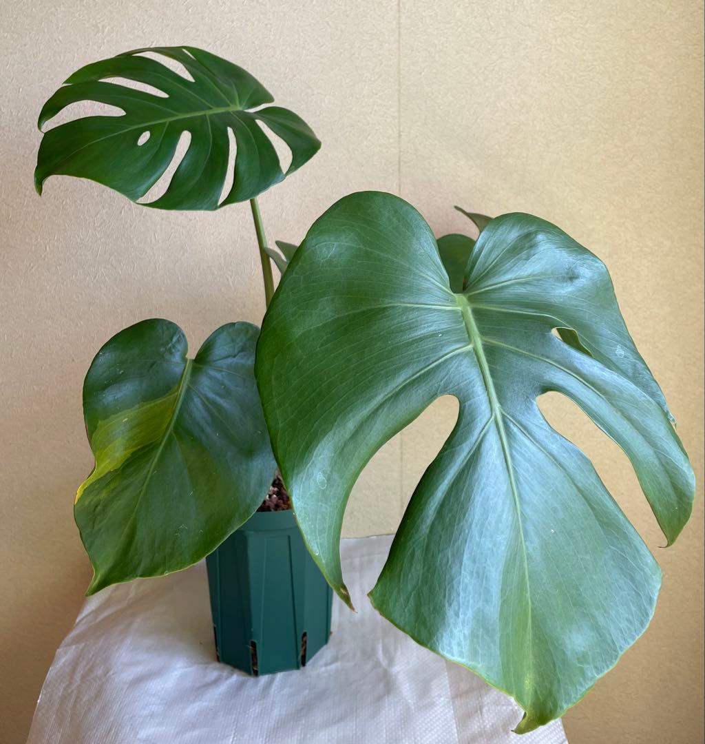 モンステラデリシオーサ 斑入り 実生株 5号ロングポット【鉢ごと発送