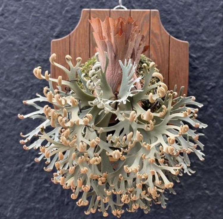 P.willinckii 'Asurada' Spore 209 - メルカリ