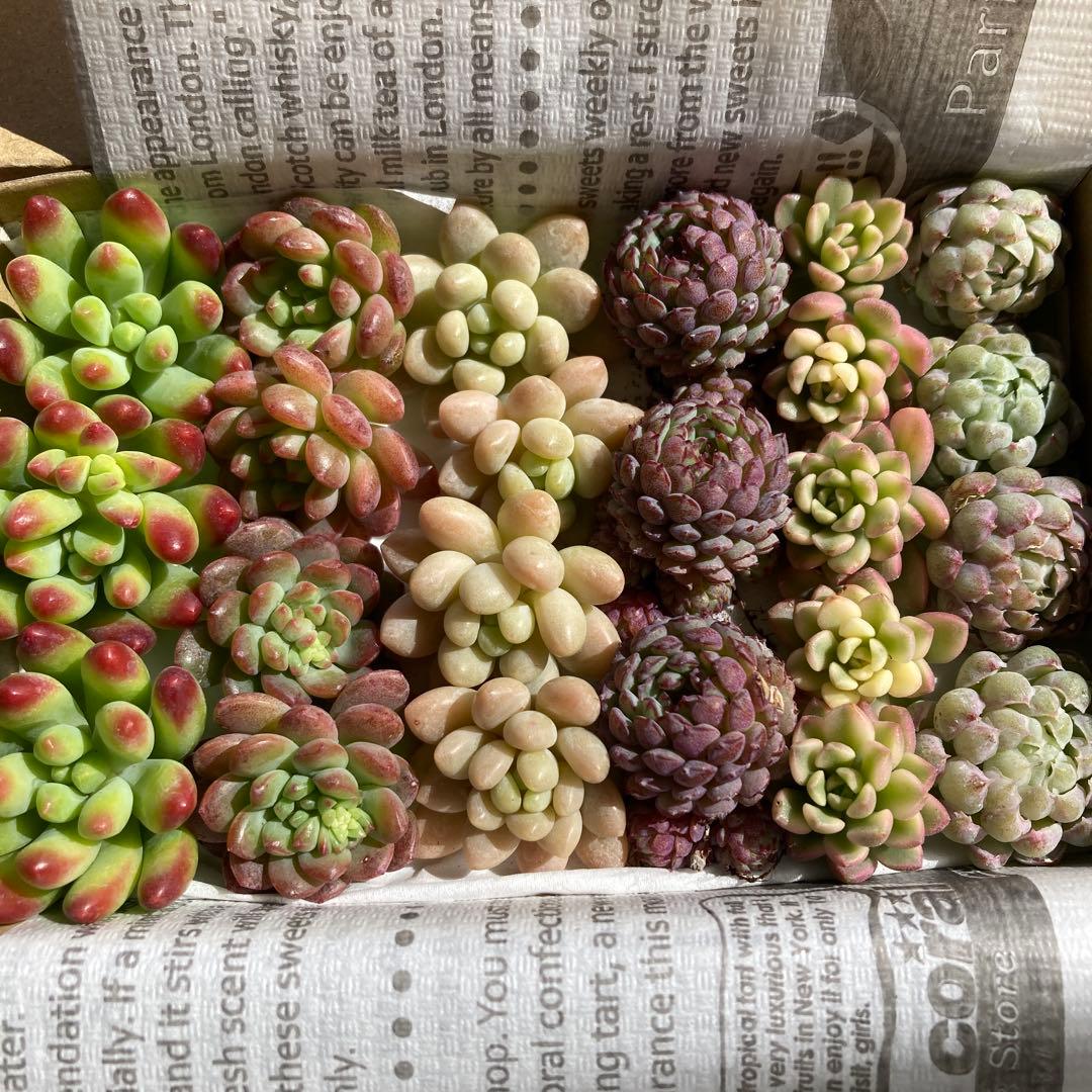 もこみみ様 リクエスト 2点 まとめ商品 - メルカリ