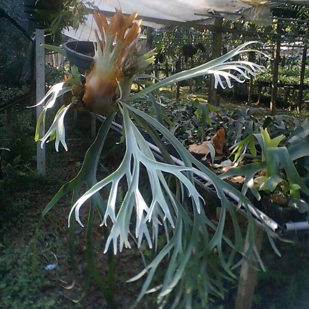 P.veitchii silver frond 胞子 ビカクシダ コウモリラン - メルカリ