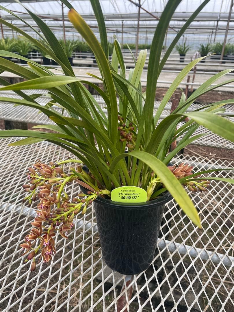 R8年キンリョウヘン花芽7本#5 - メルカリ