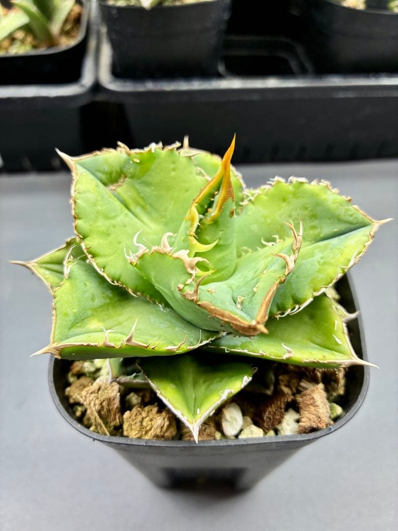 アガベ 冰雹 チタノタ オテロイ - メルカリ