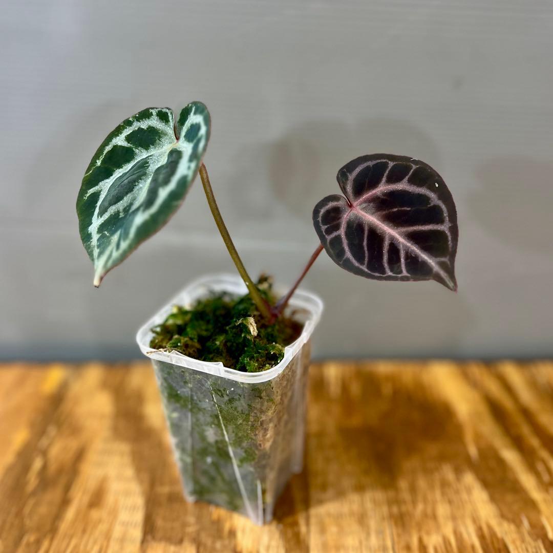 Anthurium Mystic A88 良個体 レア 株分個体 ネコポス ② - メルカリ