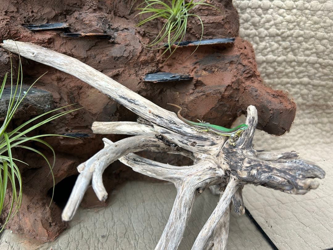 乾燥地帯ビバリウム 爬虫類ケース ケージ カナヘビ トカゲ - メルカリ