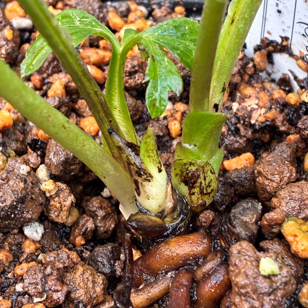 ち*ん様 ☘️ラスト2☘️タグ付き☘️新葉ワサワサ3279⭐️NEW⭐️Choc