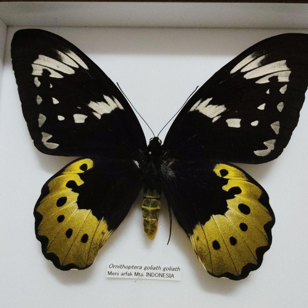 19.5センチ　samsonではかなり最大級？　蝶標本　ゴライアストリバネアゲハ Amazon.co.jp: 蝶の標本 ゴライアストリバネアゲハ O.goliaths