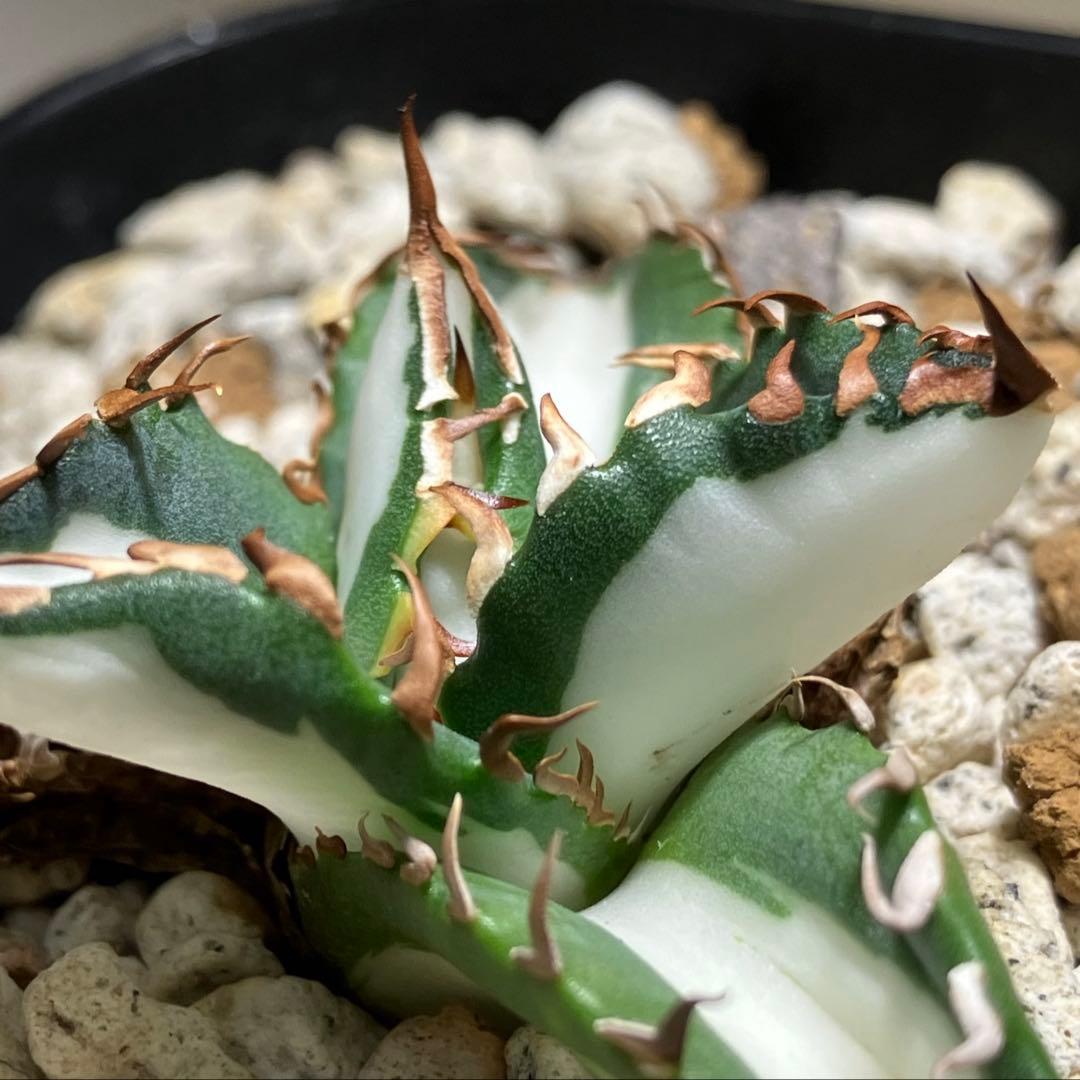 速達【鉢ごと発送】③強棘 アガベ 太陽神錦 白中斑 TC 発根済み - メルカリ