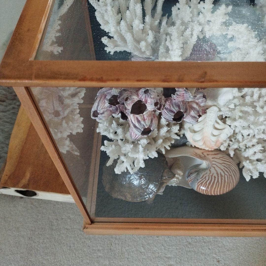 美品 珊瑚礁 置物 ガラスケース入り 特大 48cm - メルカリ
