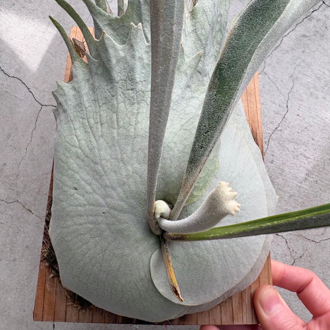 ビカクシダベイチー アーバンリバー 子株 oc veitchii - メルカリ