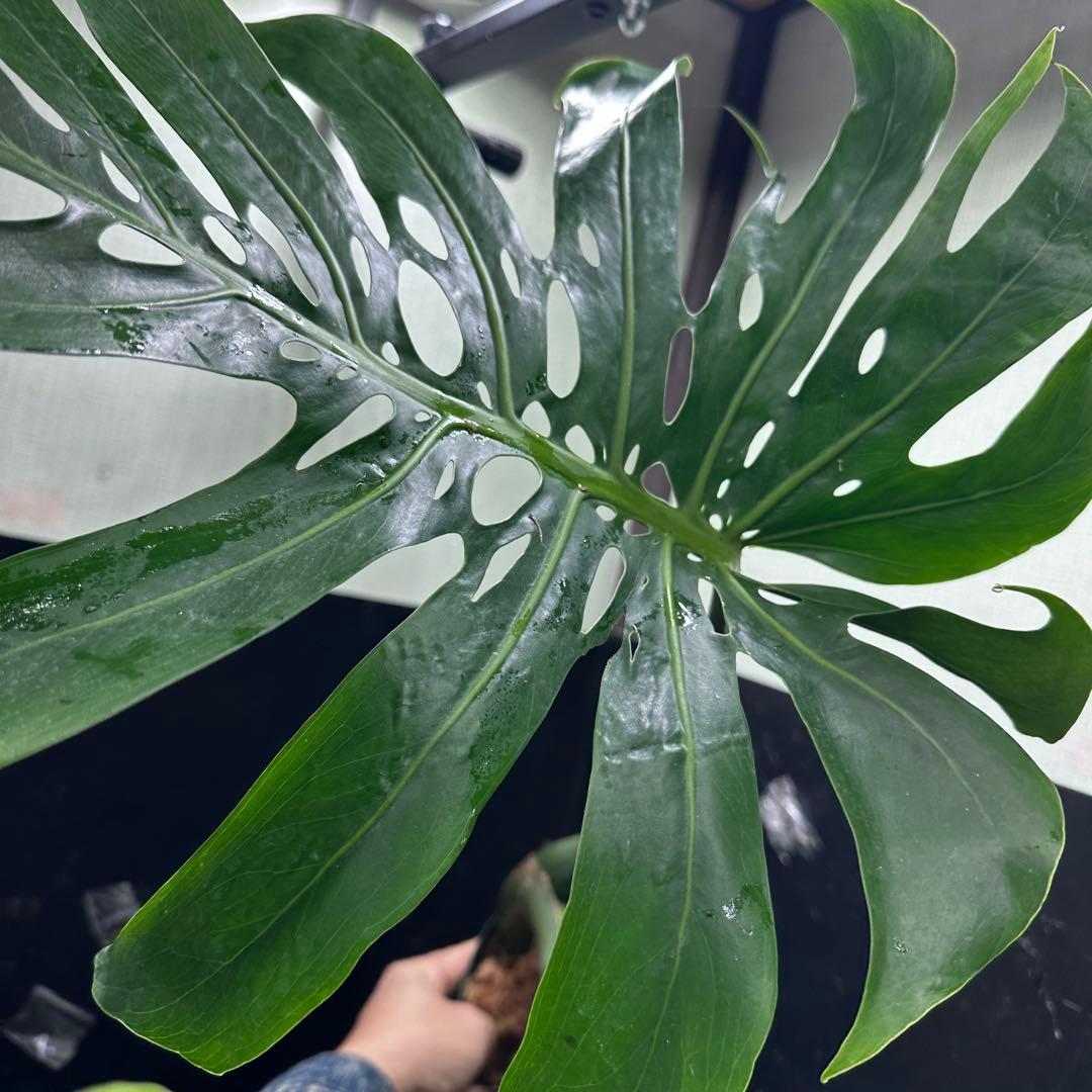 モンステラデリシオーサマクロコズム大型葉希少系統鉢植え高さ80㎝超大株